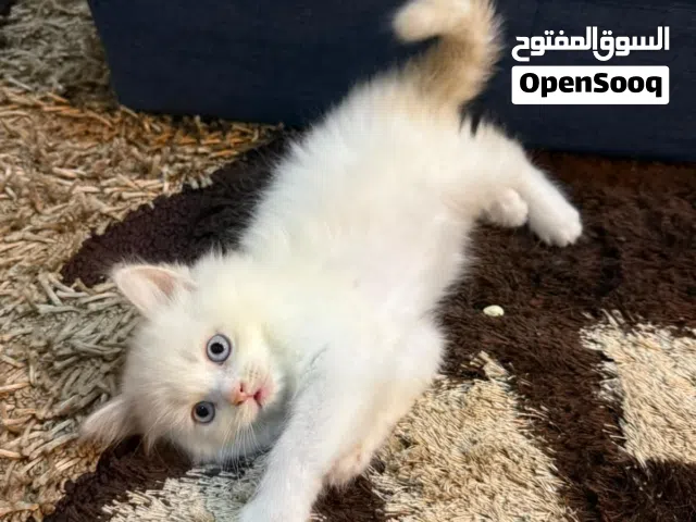 هيمالايا اورنج