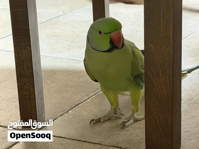 بغبغاء ذكر