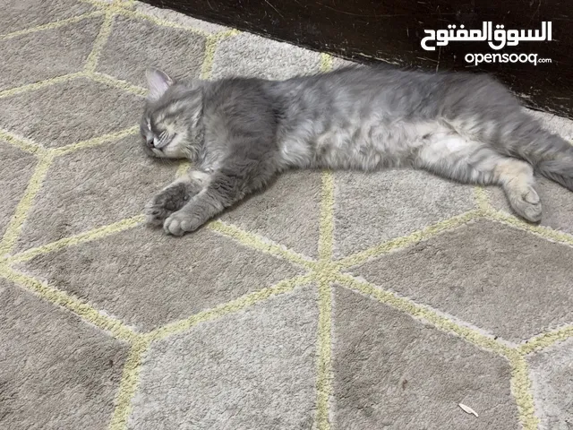 قط ذكر لتنبي هادي جددددددا خجول بيتوتي مؤدب ونظيف