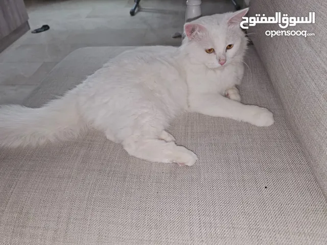 قط للبدل مع قطة