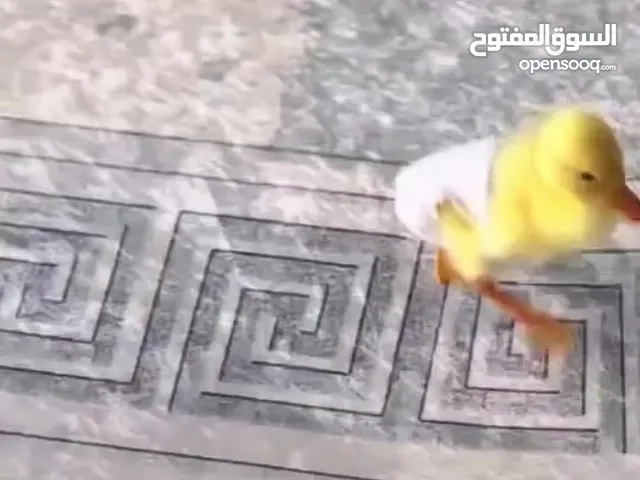 بطبوطة صغنونة