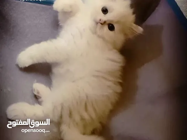 two month old male Persian kitten