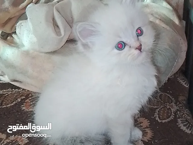 قطط سكوتش ستريت مكس شنشيلا