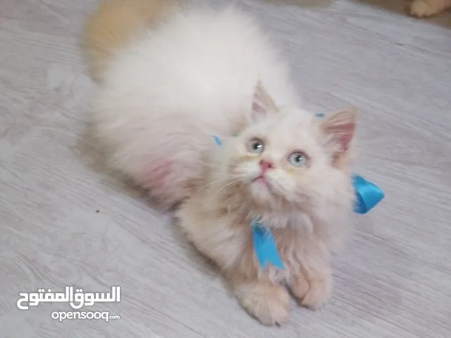 انثى هيمالايا اورنج بيور'اصل' عيون زرق عمر 4 اشهر دبدوبه وصحتها ممتازه نظيفة وأليفه شعرها كثيف
