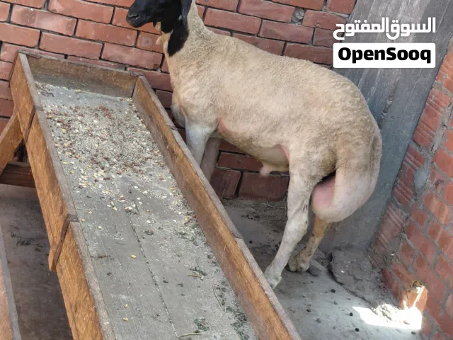 الاثنين 8 من ذو الحجه1447 دكر أوسيمي للاضحيه ماشاء الله معلوف حته لحمه سوبر خروف بلدي لبانه 9 شهور