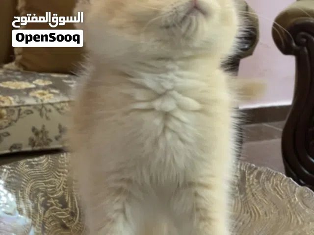 ذكر وانثى بريتيش cy12 شورت هير بيور اعلى واندر نوع فالعالم