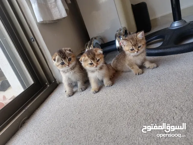 كتين سكوتش فولد بيور 100%