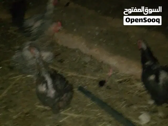 دجاج بلدي بياض