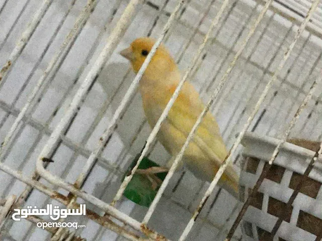 دكر كناري موزايك امصوقر بادن الله