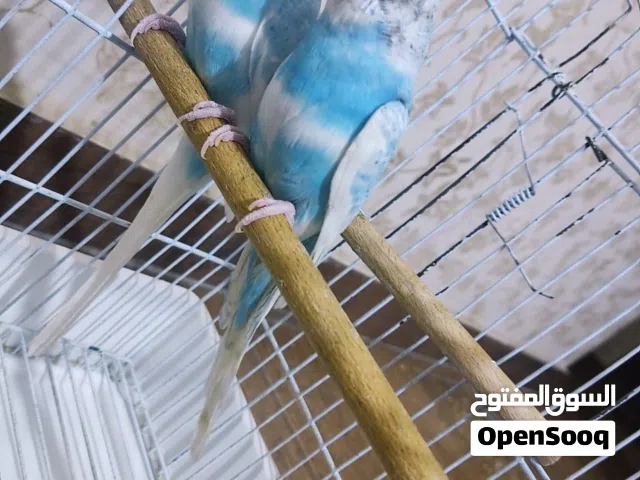 جوز بقلينو باندد أزرق مضمون ماشاء الله للبيع