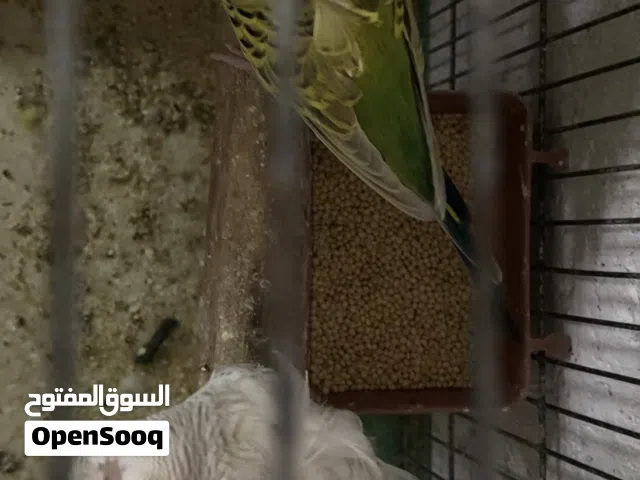 3 جواز حب هوقورومو شغالات