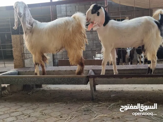 تيس محلي للاضحيه