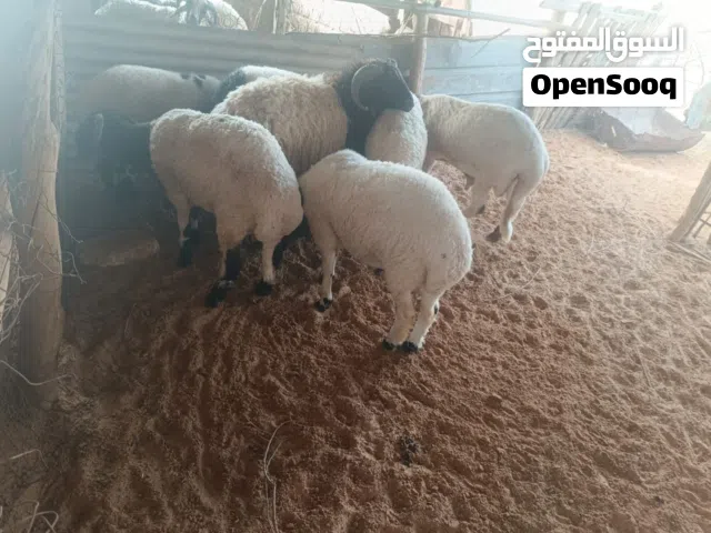 اضحي العيد ربي يبارك