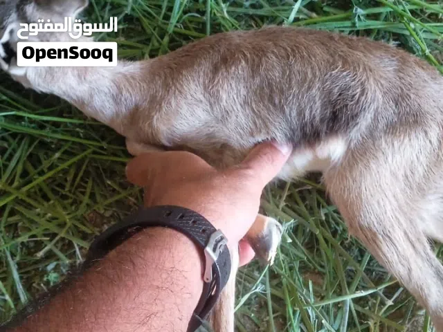 غزلان ذكور للبيع 2