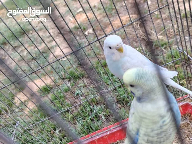 كوبية بقلينو