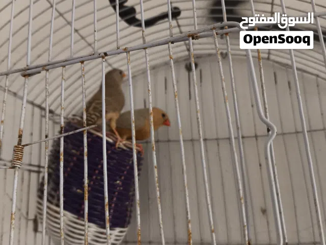 زيبرا غليظة