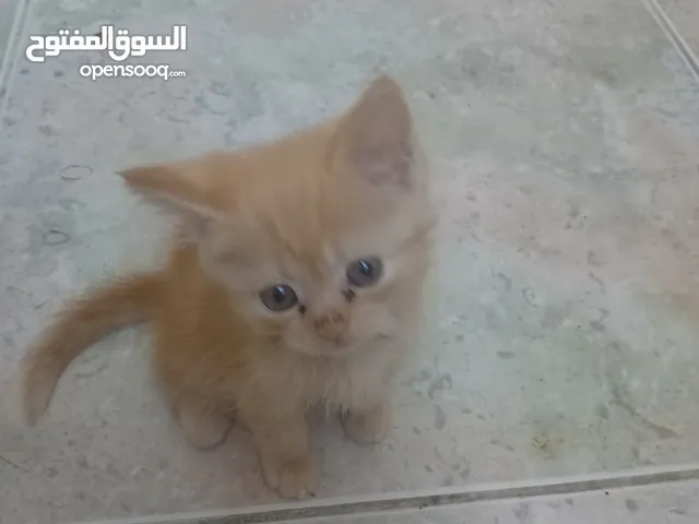 قطط مكس العمر شهرين العدد 5قطط