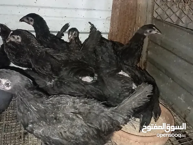فرخات للبيع