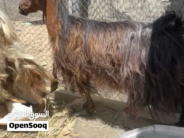 السلام عليكم ورحمة الله  للبيع غنم 6رواس زرب كامل