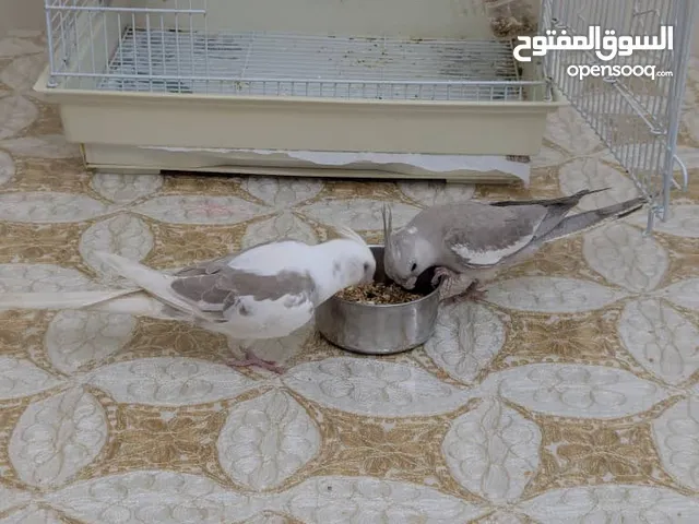 Two 4months old cockteils with all needed equipments and food