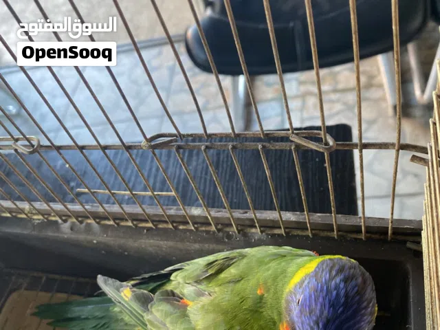 متاح حبه لوري أليفه