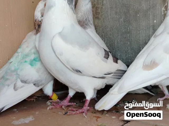 حمام ضرب ماركا