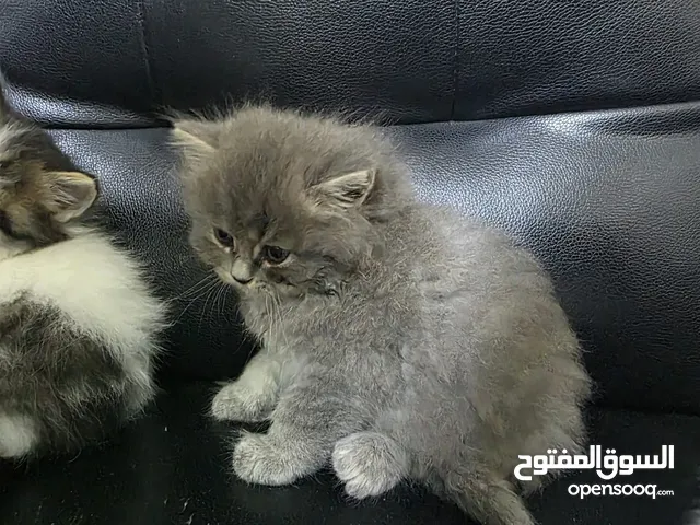 شيرازي شهر ونص بصحه جيده