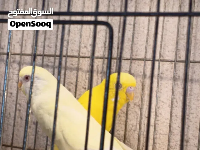 كوبيه بقلينو