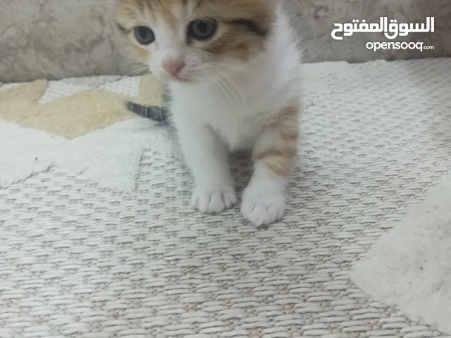 قطط للتبني
