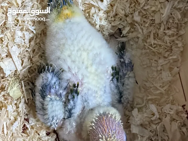 فرخ صن كنيور كل شيء موجود فل وصف