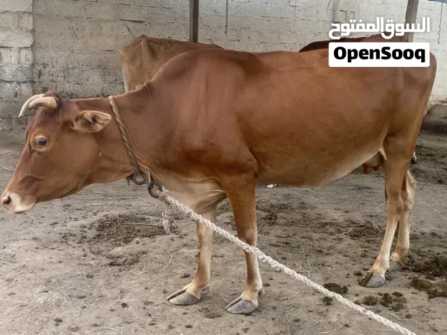 عجله عمانيه بنت سنه وشهرين تقريبا