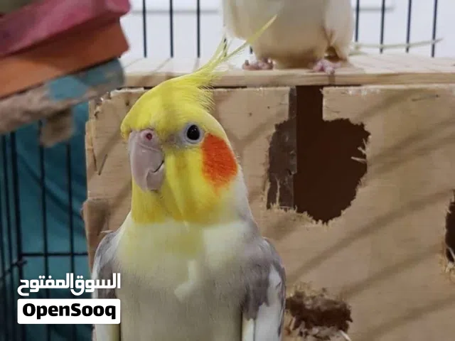 زوج كروان انتج مرتين فروخ