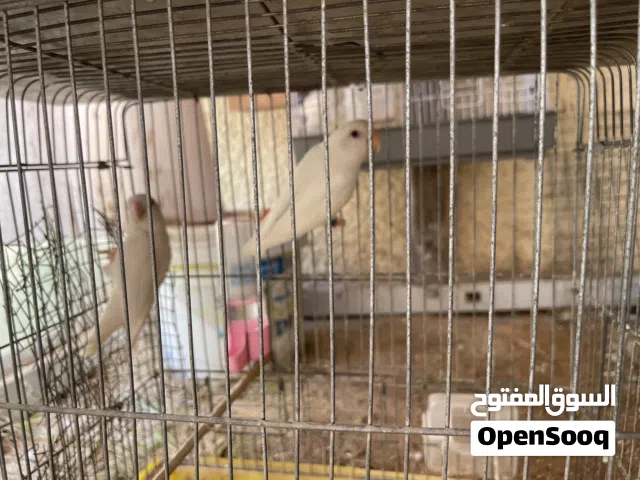 بركاديلو روز