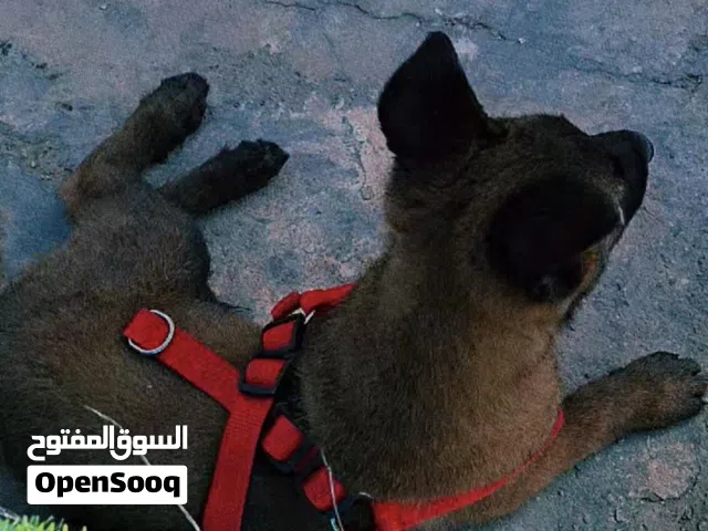 جرو مينوا العمر شهرين ونص دكر شراسه فل جرو ناشط