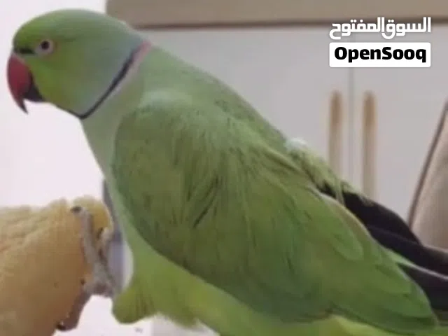 فقد طائر درة فحل اخضر في محافظة البصرة الاصمعي جديد على من يجدهو يتصل على هذا الرقم وله مكافأ ماليه