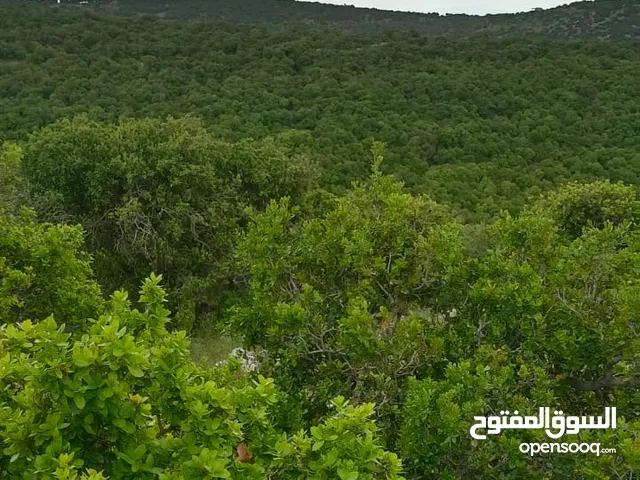Farm Land for Sale in Ajloun Other