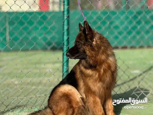 كلاب جيرمن شيبرد شولاين