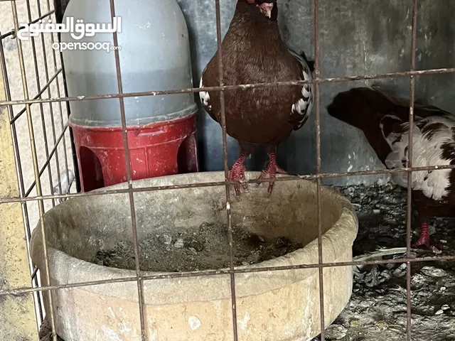 كوم حمام مشكل