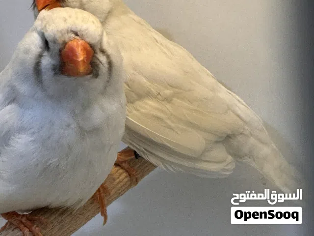 زوج شسنت الاحجام مكسات