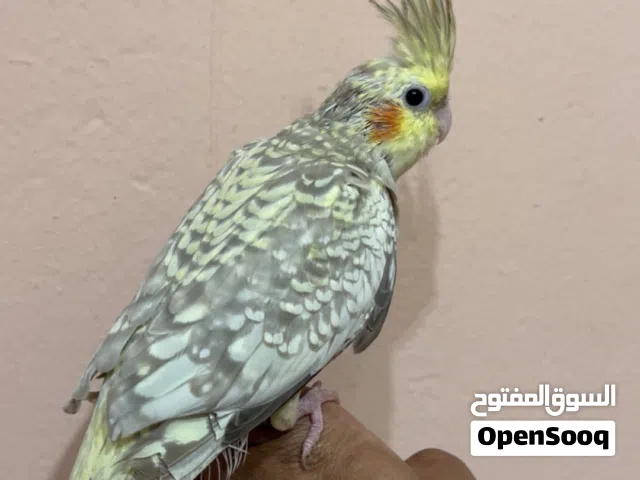 فرخ كروان + فرخ كنيور