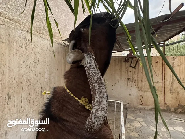 تيس سوري .