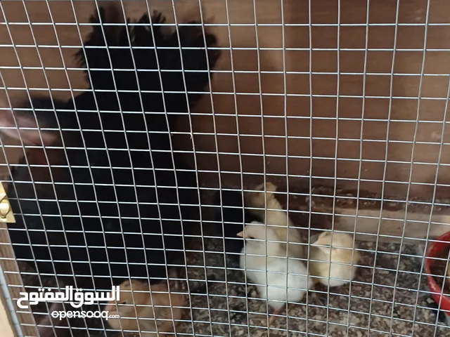 دجاج للبيع