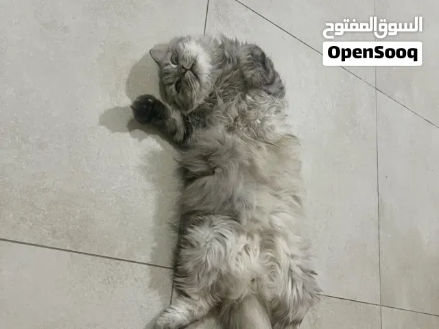 Cat  unknown breed for free  lovely