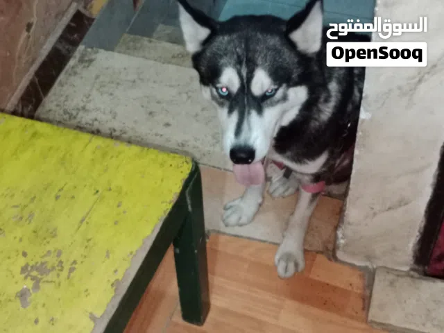 كلبة بنت هاسكي