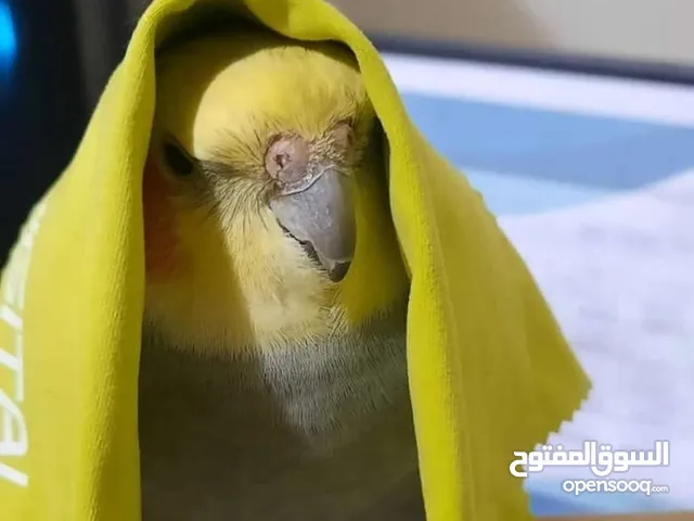 مطلوب كوكتيل اليف متكلم