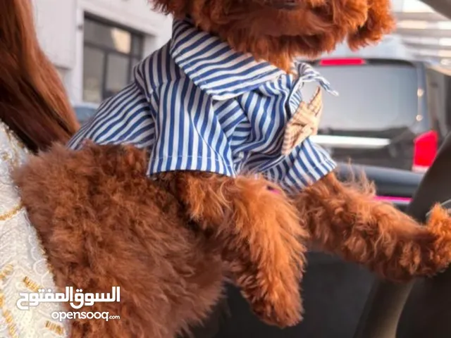 Gorgeous & playful poodle