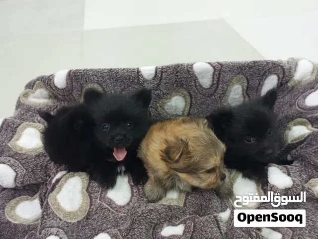 brand new Pomeranian puppies   just DM me for cool prizewe also make a special discount on f!