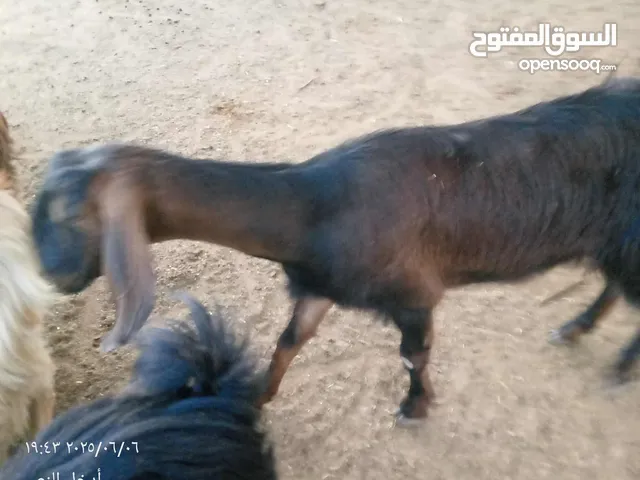 عنزه عشار سن رباعيه