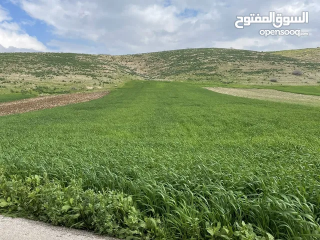 تملك الآن فقط بدينار واحد متر الارض في اراضي العاصمة عمان