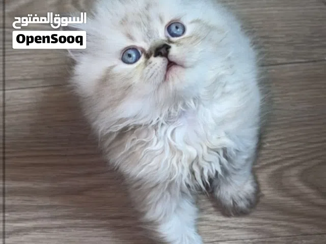 كتن هملايا مكس شنشيلا